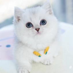 英短银渐层幼猫英国短毛猫矮脚蓝白蓝猫布偶金渐层银点 英短银渐层幼猫英国短毛猫矮脚蓝白蓝猫布偶金渐层银点
