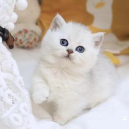 英短银渐层幼猫英国短毛猫矮脚蓝白蓝猫布偶金渐层银点 英短银渐层幼猫英国短毛猫矮脚蓝白蓝猫布偶金渐层银点