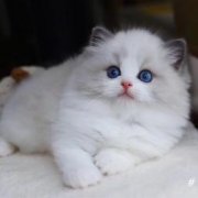 布偶猫纯种海双蓝眼布偶宠物猫幼猫网红仙女猫蓝双满背