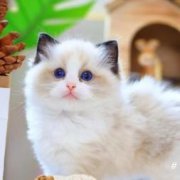布偶猫纯种海双蓝眼布偶宠物猫幼猫网红仙女猫蓝双满背