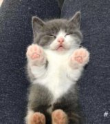 家养英短蓝猫 蓝白渐层 美短【包健康 可送货上门】