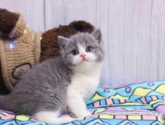 家养英短蓝猫 蓝白渐层 美短【包健康 可送货上门】