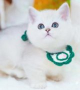 英短银渐层幼猫英国短毛猫矮脚蓝白蓝猫布偶金渐层银点