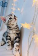 家养美国短毛猫