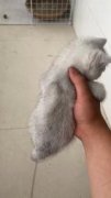 银渐层找领养