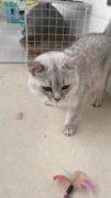 银渐层找领养