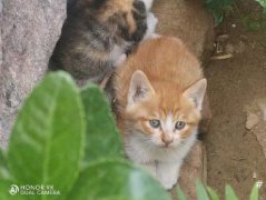出售刚一个月破壳的小猫咪