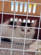 一只田园猫 价格50元